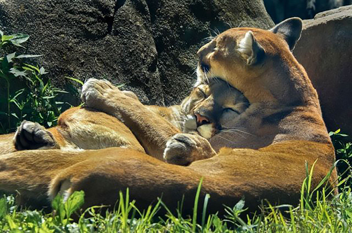 WNC Nature Center's cougars, Mitchell and Pisgah